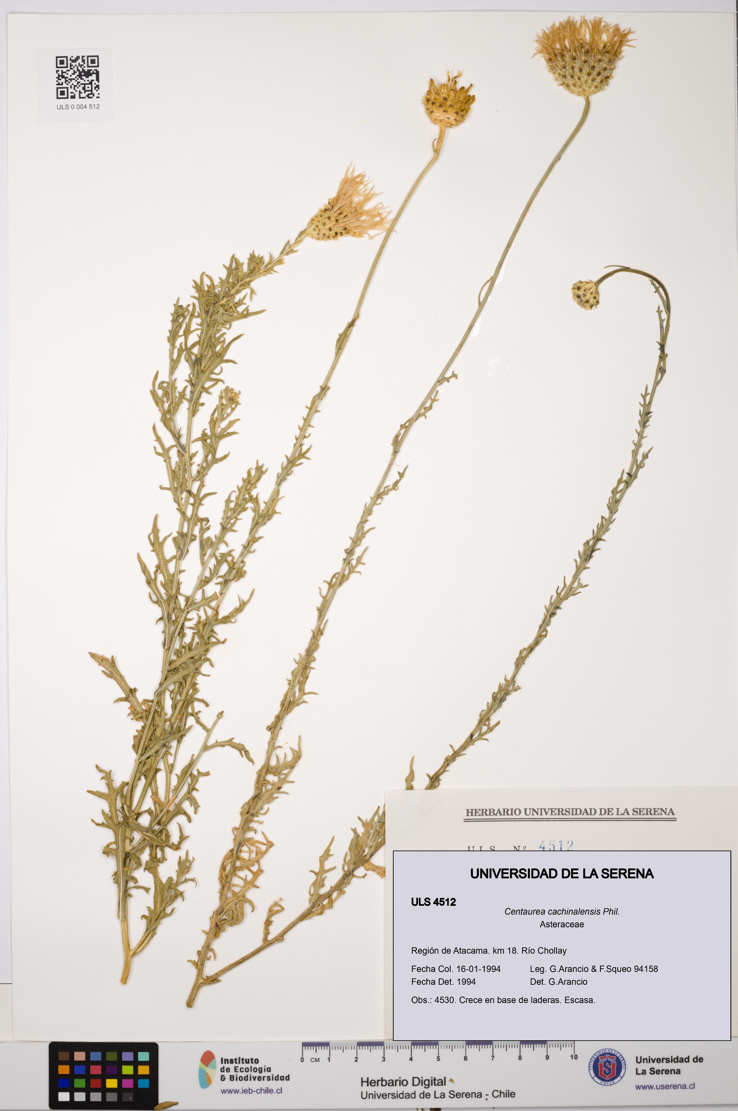 Plectocephalus cachinalensis [Espécimen: ULS:ULS:0004512]