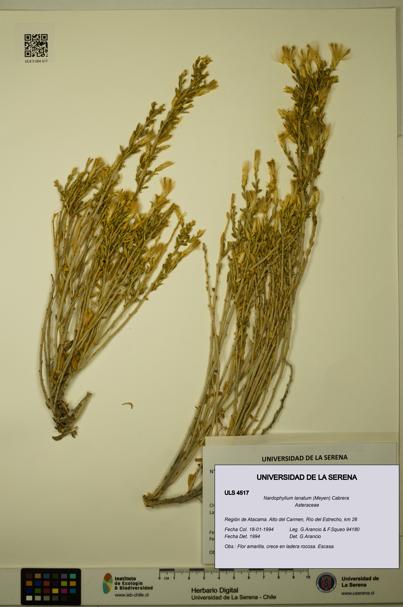 Nardophyllum lanatum [Espécimen: ULS:ULS:0004517]