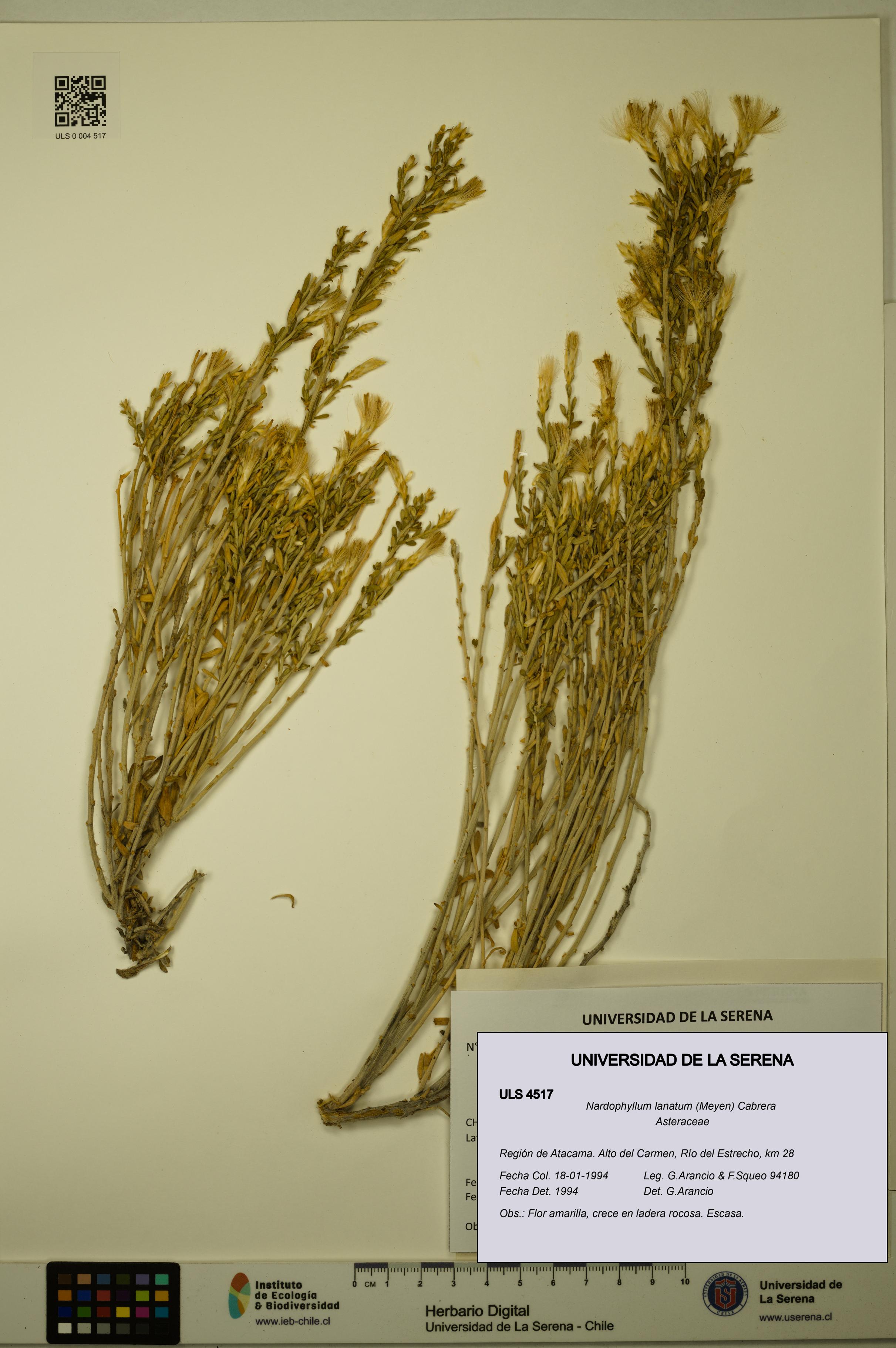 Nardophyllum lanatum [Espécimen: ULS:ULS:0004517]