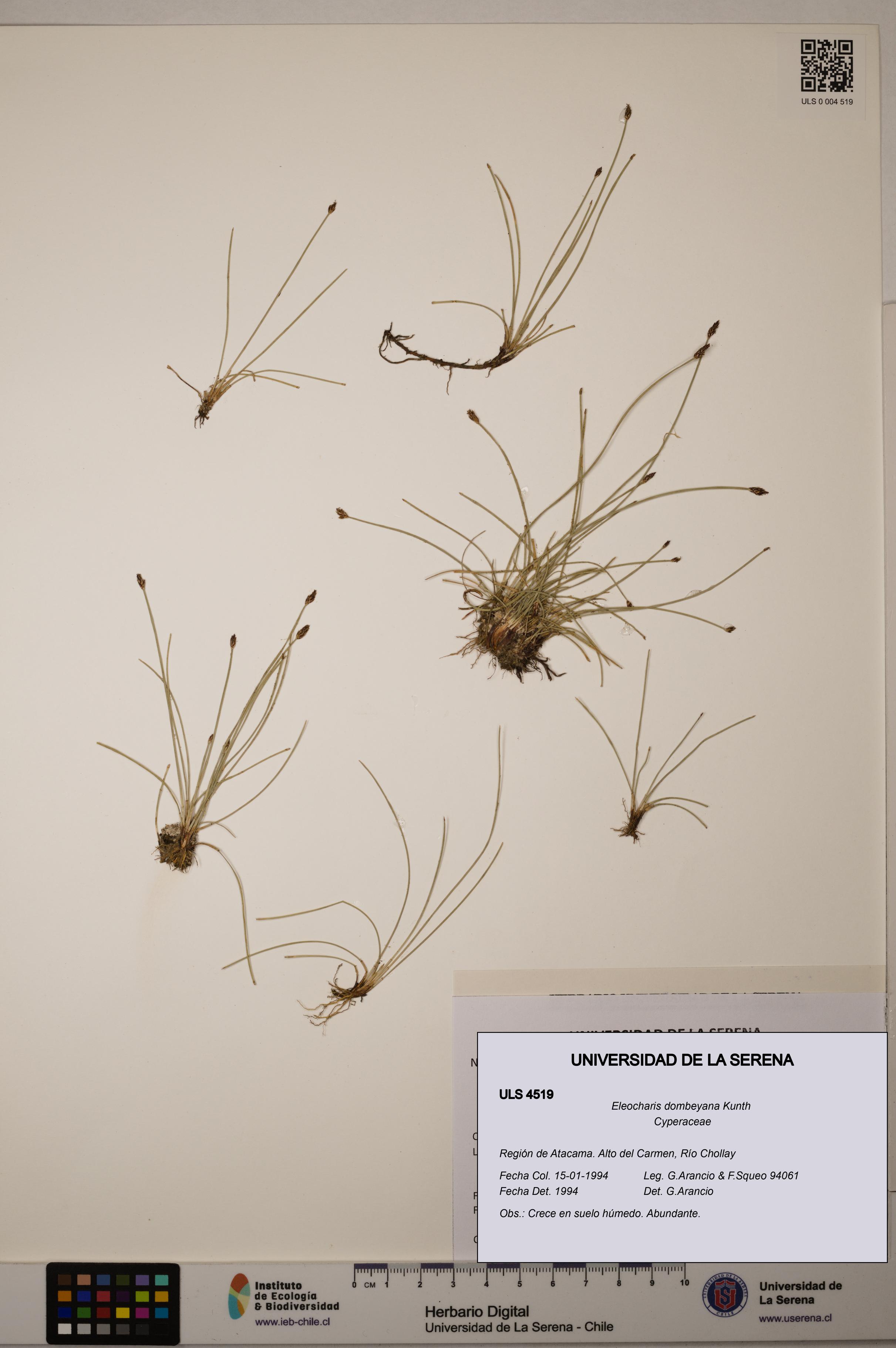 Eleocharis dombeyana [Espécimen: ULS:ULS:0004519]