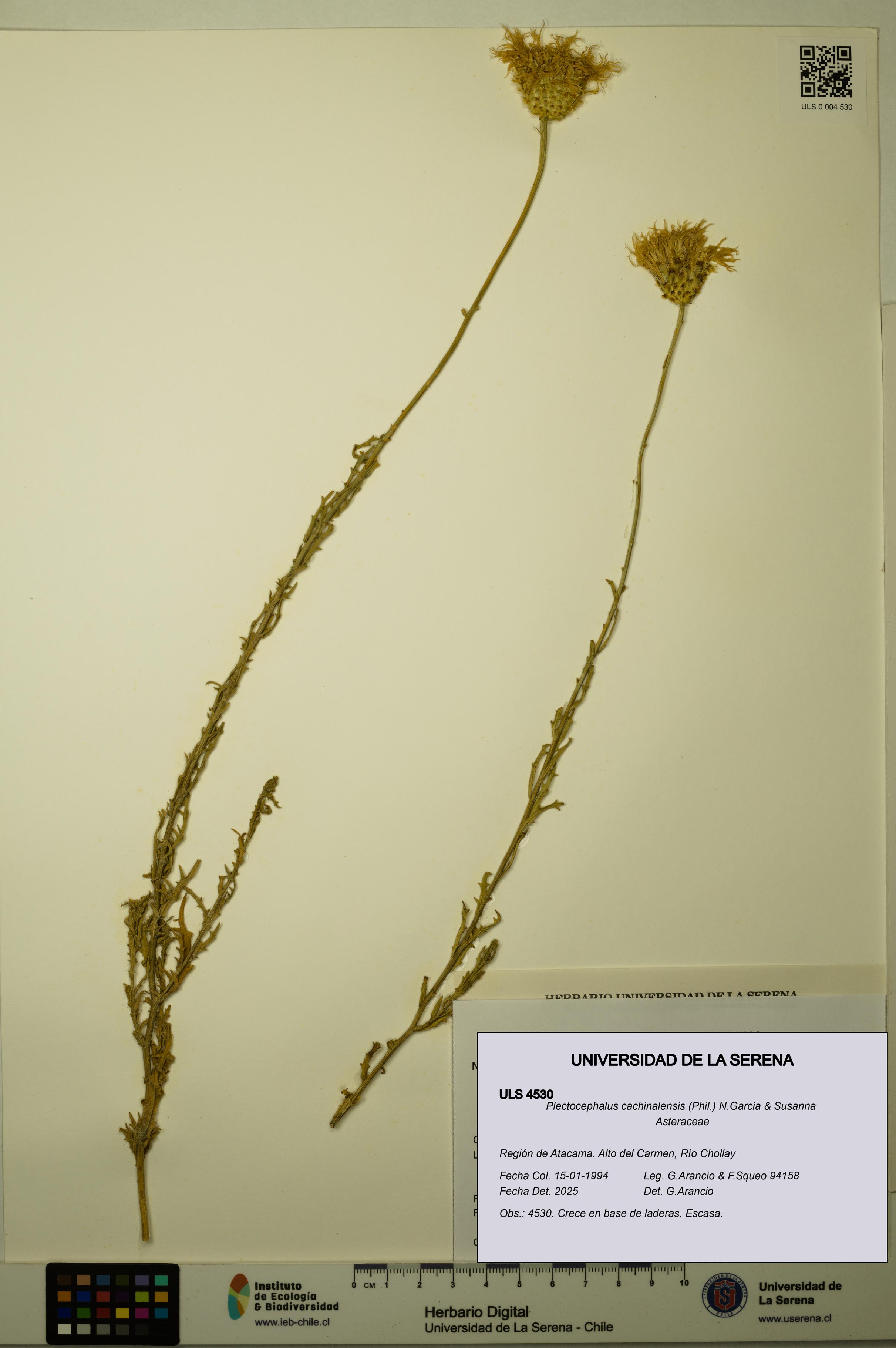 Plectocephalus cachinalensis [Espécimen: ULS:ULS:0004530]