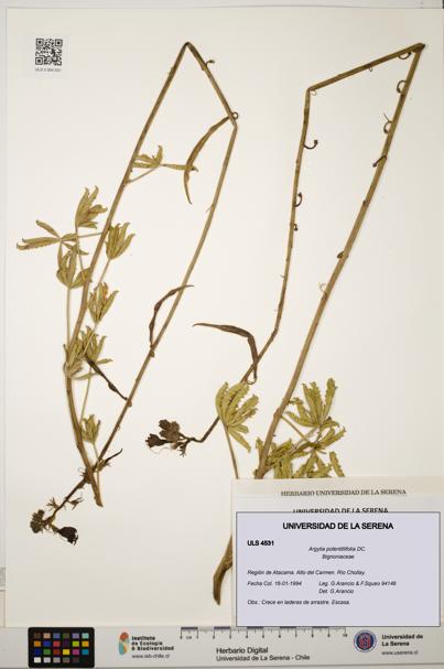 Argylia potentillifolia [Espécimen: ULS:ULS:0004531]