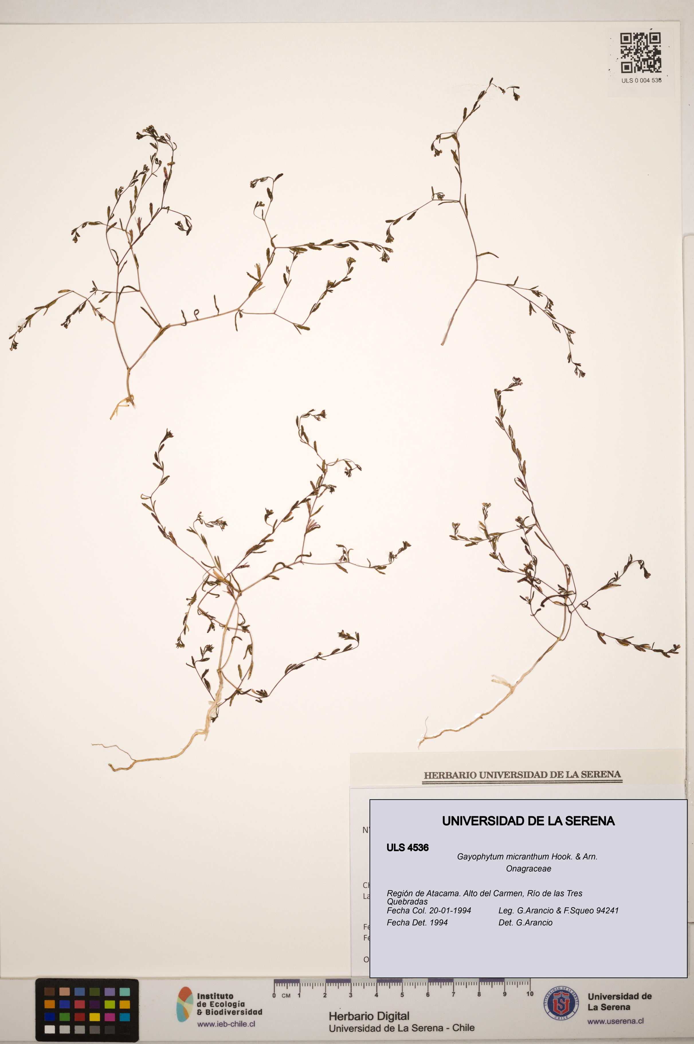 Gayophytum micranthum [Espécimen: ]
