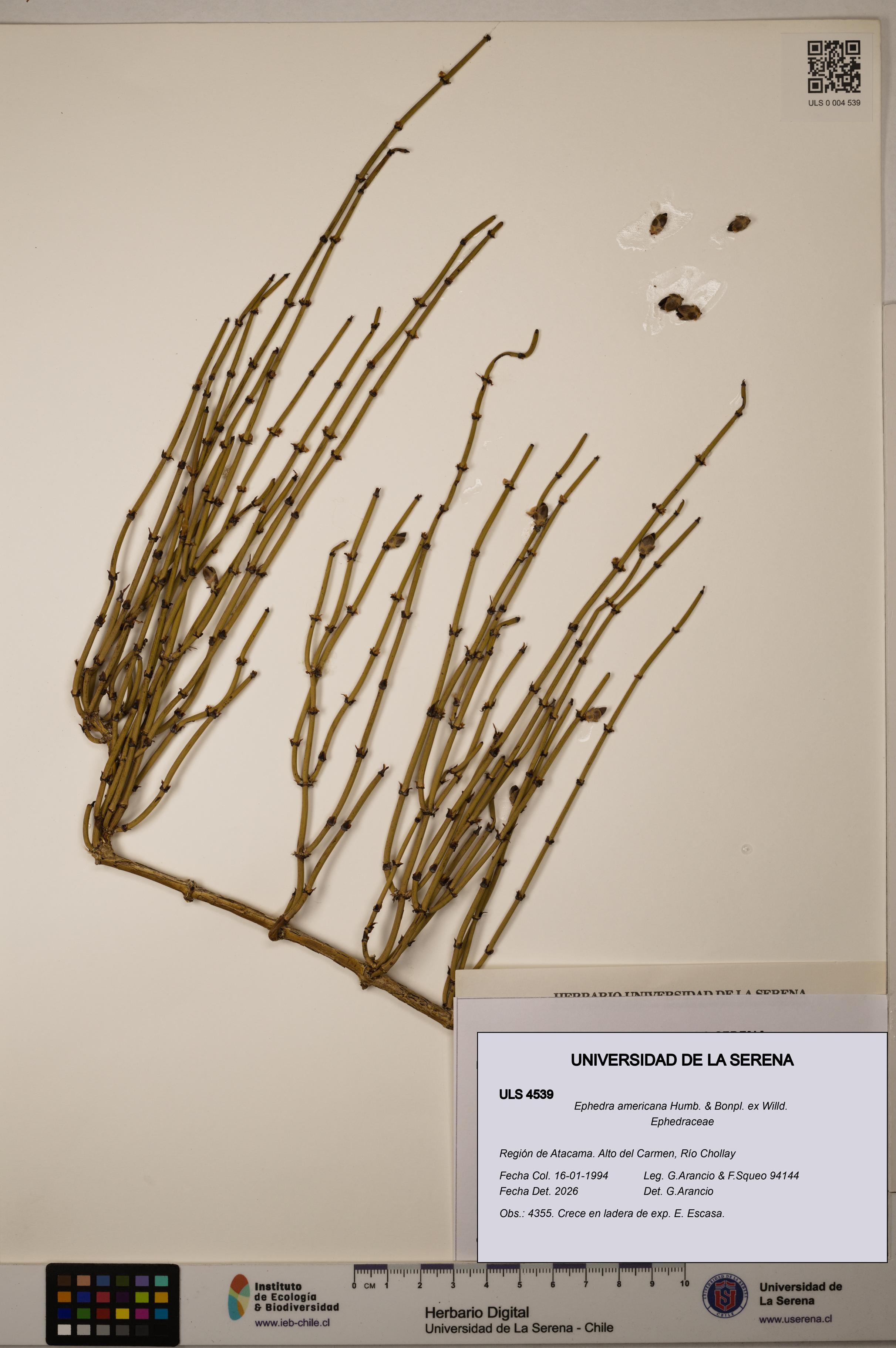 Ephedra americana [Espécimen: ULS:ULS:0004539]