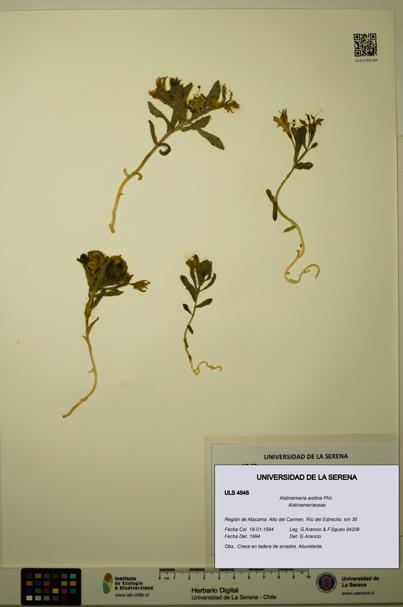 Alstroemeria andina [Espécimen: ULS:ULS:0004545]