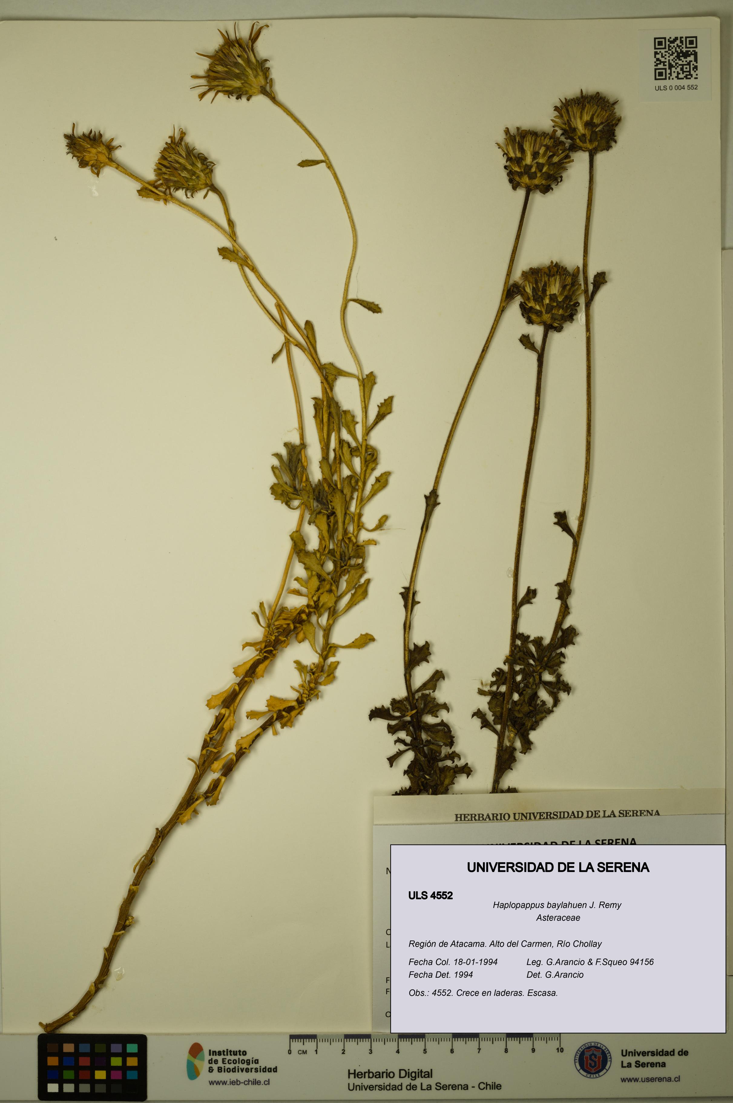 Haplopappus baylahuen [Espécimen: ULS:ULS:0004552]