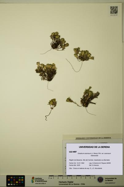 Oriastrum acerosum var. acerosum [Espécimen: ULS:ULS:0004557]