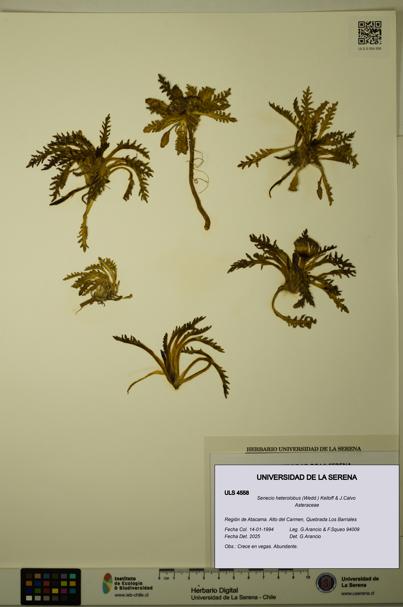 Senecio heterolobus [Espécimen: ULS:ULS:0004558]