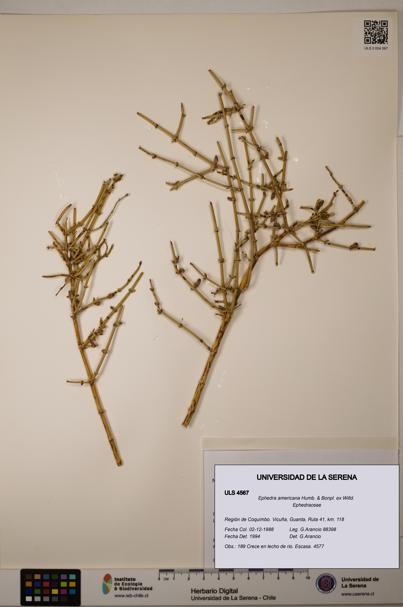 Ephedra americana [Espécimen: ULS:ULS:0004567]
