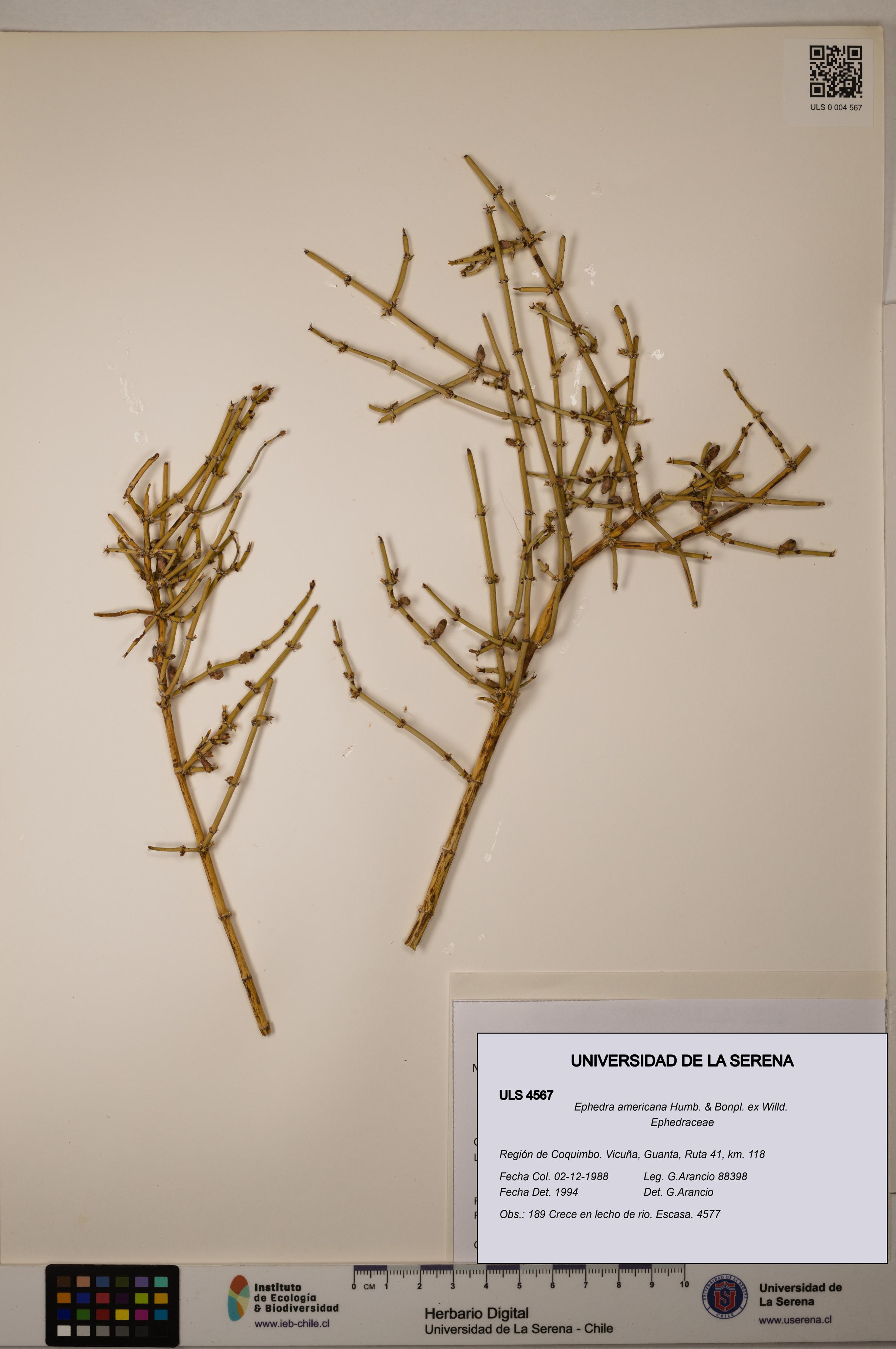 Ephedra americana [Espécimen: ULS:ULS:0004567]