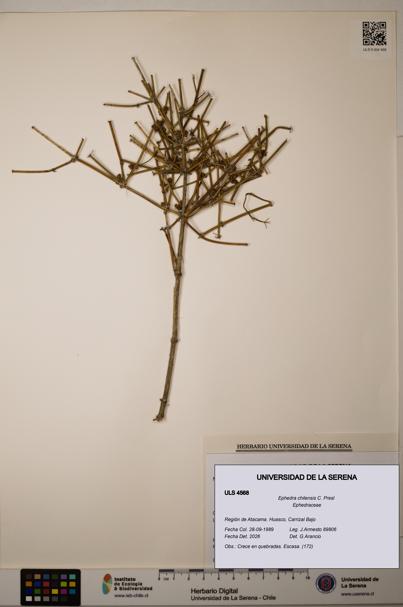 Ephedra chilensis [Espécimen: ]