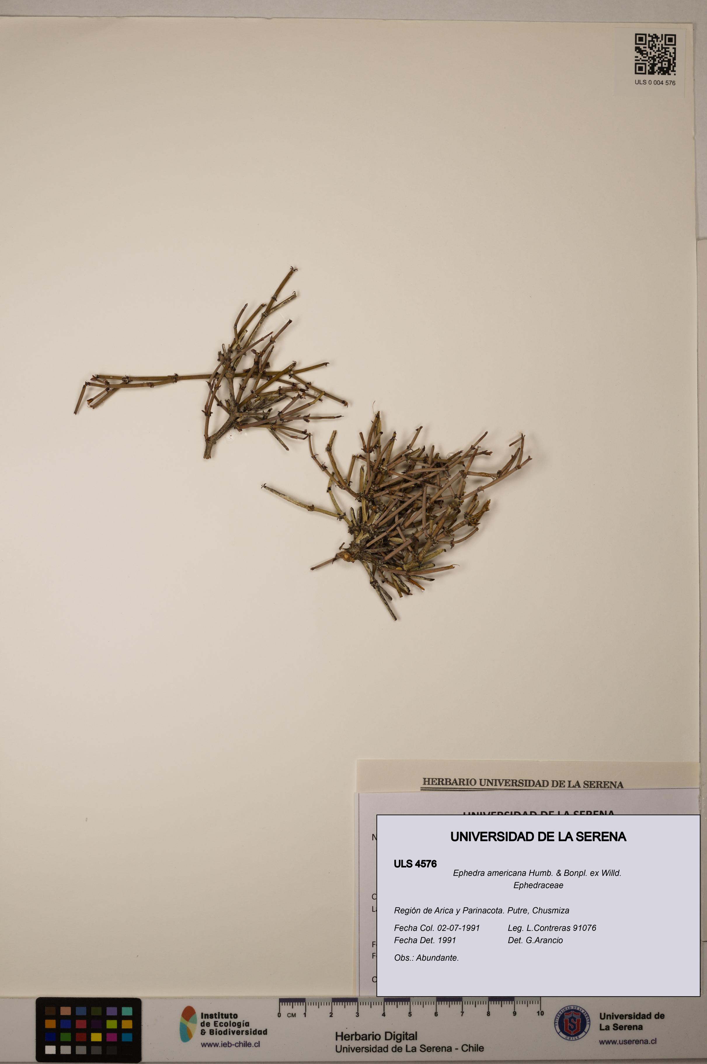 Ephedra americana [Espécimen: ULS:ULS:0004576]