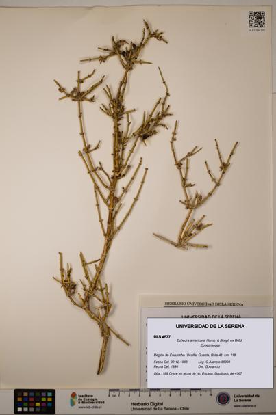 Ephedra americana [Espécimen: ULS:ULS:0004577]
