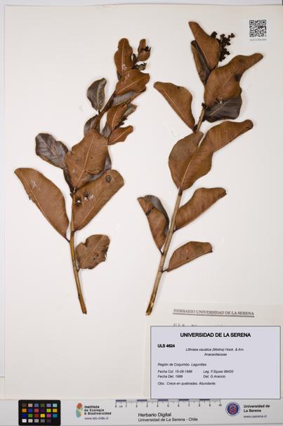 Lithraea caustica [Espécimen: ULS:ULS:0004624]