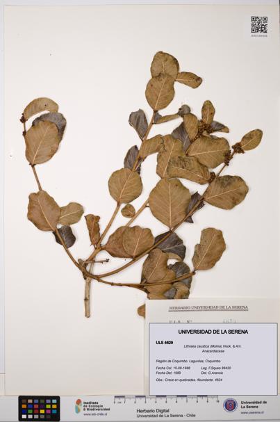 Lithraea caustica [Espécimen: ULS:ULS:0004629]