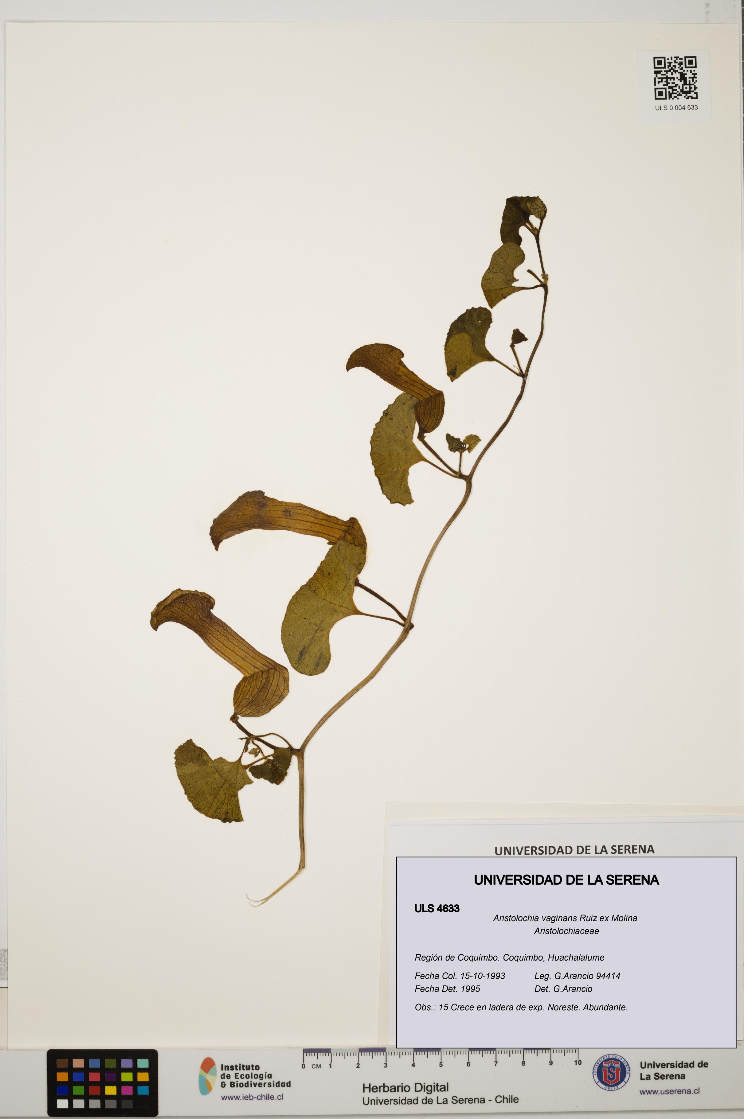 Aristolochia vaginans [Espécimen: ]