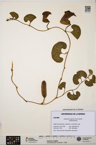 Aristolochia vaginans [Espécimen: ]