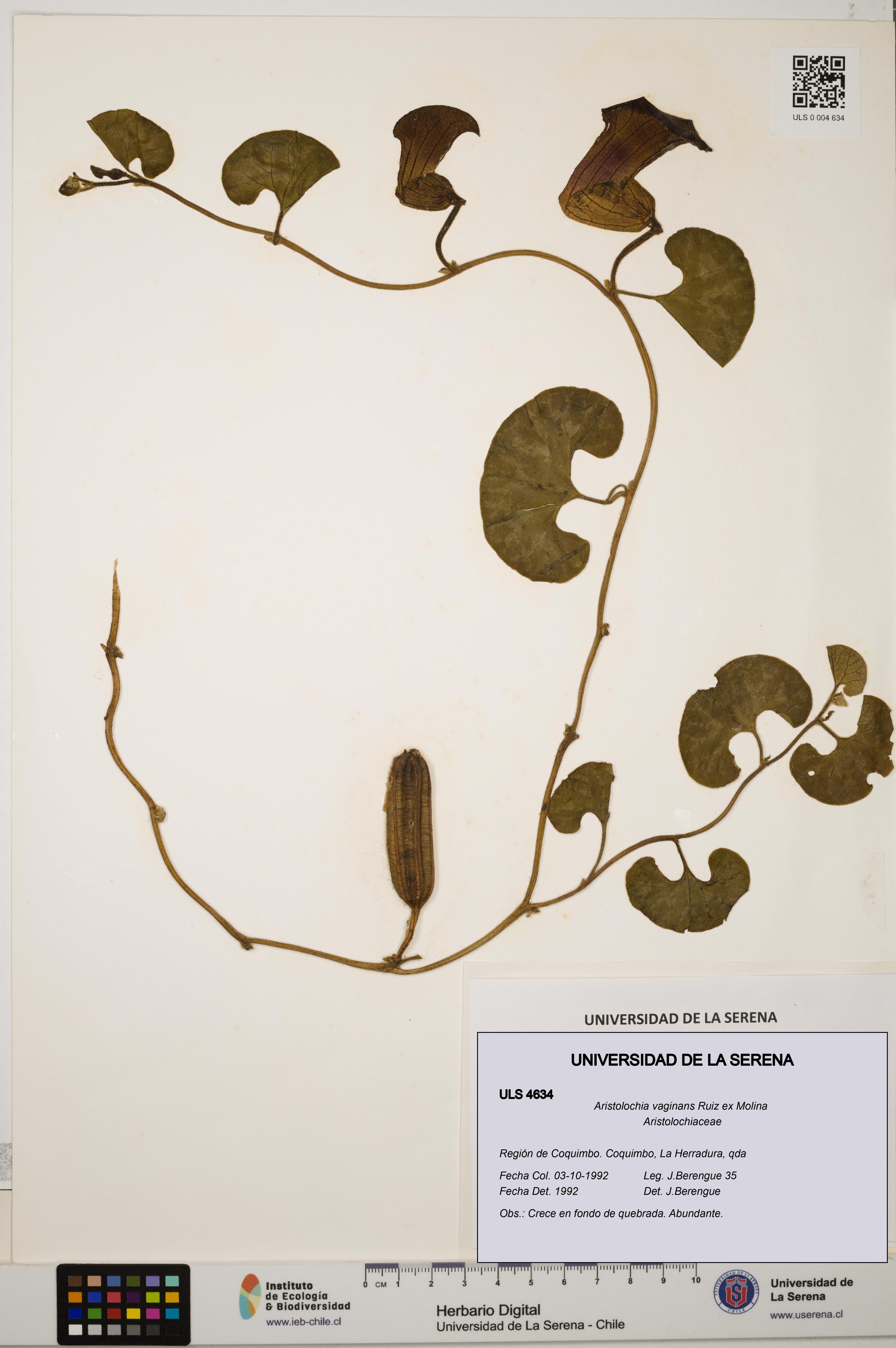 Aristolochia vaginans [Espécimen: ]