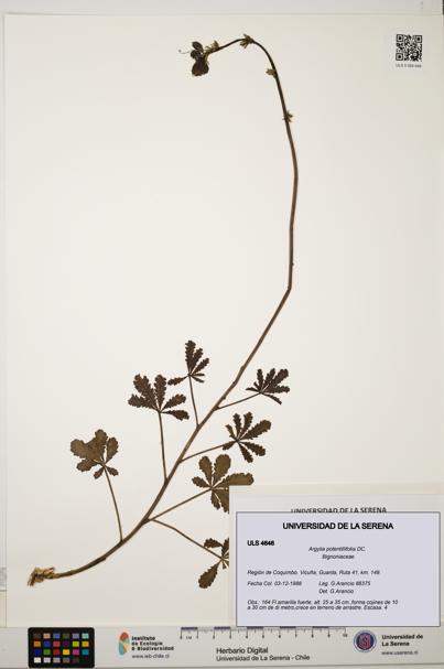 Argylia potentillifolia [Espécimen: ULS:ULS:0004646]