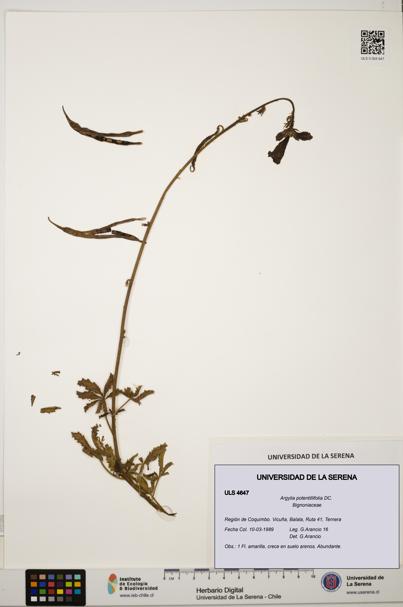 Argylia potentillifolia [Espécimen: ULS:ULS:0004647]