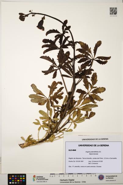 Argylia potentillifolia [Espécimen: ULS:ULS:0004648]