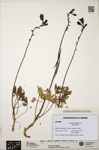 Argylia potentillifolia [Espécimen: ULS:ULS:0004649]