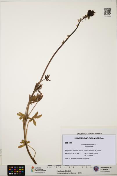 Argylia potentillifolia [Espécimen: ULS:ULS:0004650]