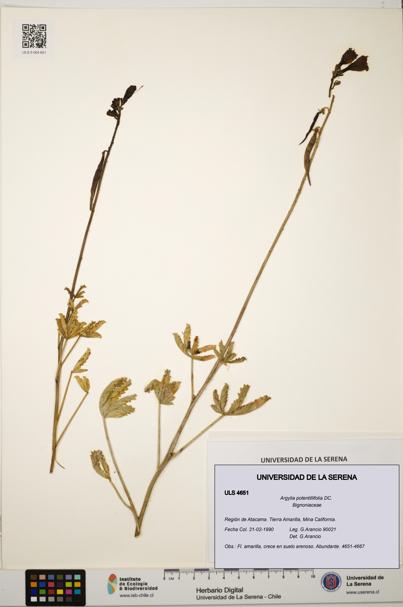 Argylia potentillifolia [Espécimen: ULS:ULS:0004651]