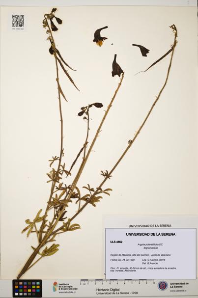 Argylia potentillifolia [Espécimen: ULS:ULS:0004652]