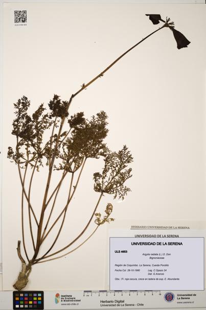 Argylia radiata [Espécimen: ULS:ULS:0004653]