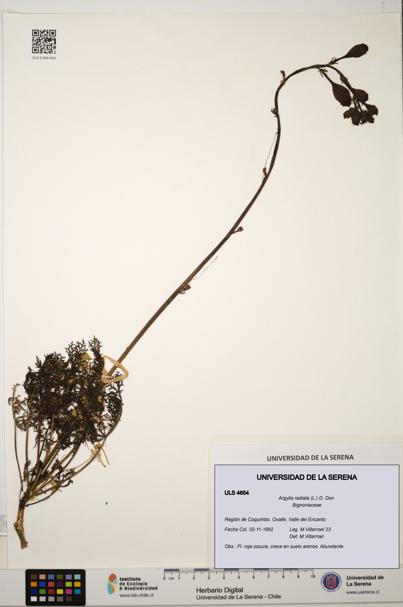 Argylia radiata [Espécimen: ULS:ULS:0004654]