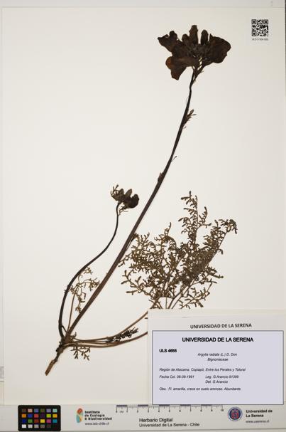 Argylia radiata [Espécimen: ULS:ULS:0004655]