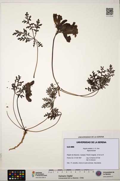 Argylia radiata [Espécimen: ULS:ULS:0004656]
