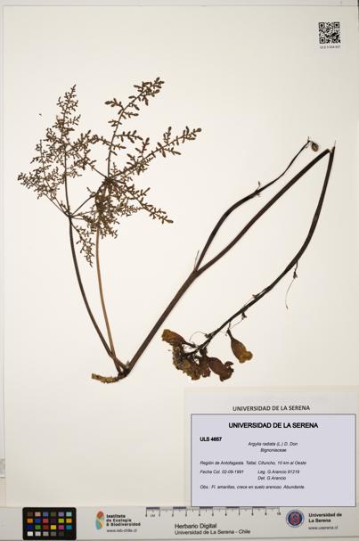 Argylia radiata [Espécimen: ULS:ULS:0004657]
