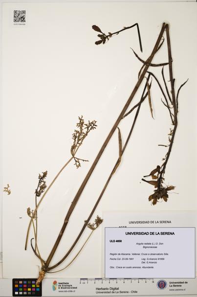 Argylia radiata [Espécimen: ULS:ULS:0004658]