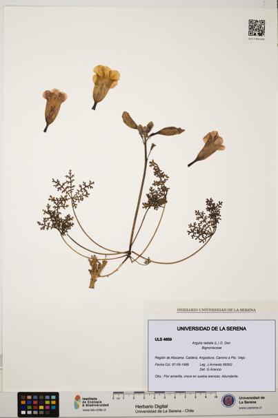 Argylia radiata [Espécimen: ULS:ULS:0004659]