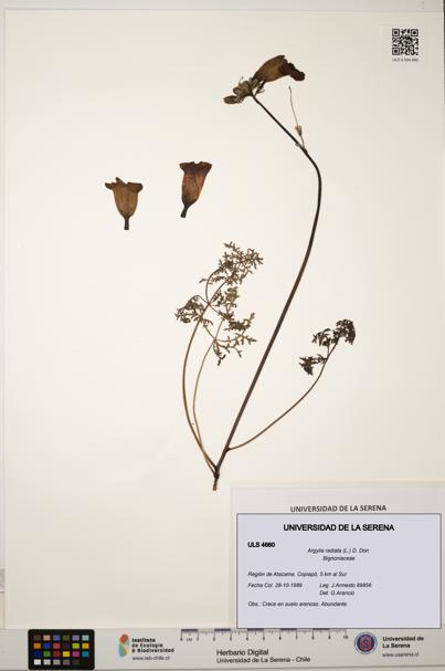 Argylia radiata [Espécimen: ULS:ULS:0004660]