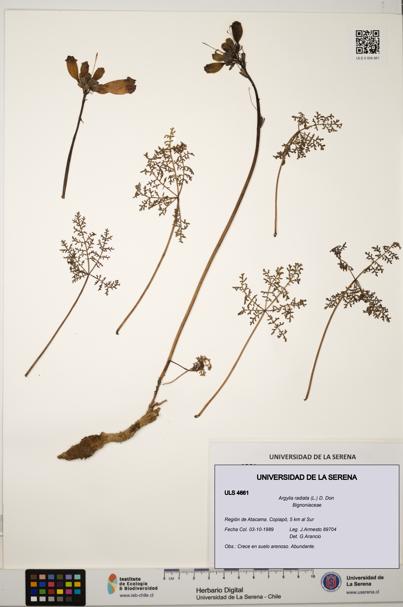 Argylia radiata [Espécimen: ULS:ULS:0004661]