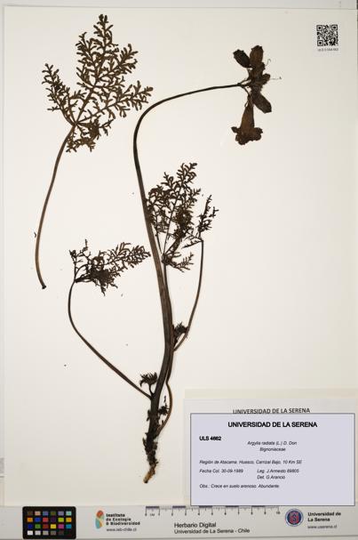 Argylia radiata [Espécimen: ULS:ULS:0004662]