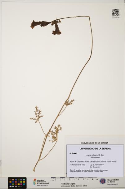 Argylia radiata [Espécimen: ULS:ULS:0004663]