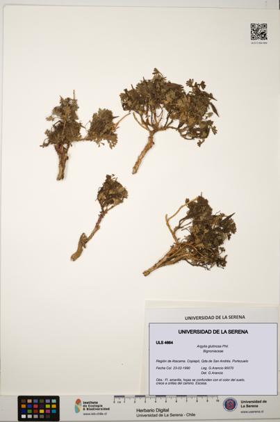 Argylia glutinosa [Espécimen: ULS:ULS:0004664]