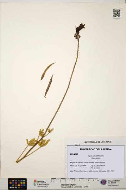 Argylia potentillifolia [Espécimen: ULS:ULS:0004667]