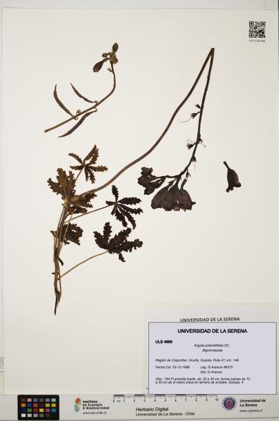 Argylia potentillifolia [Espécimen: ULS:ULS:0004668]