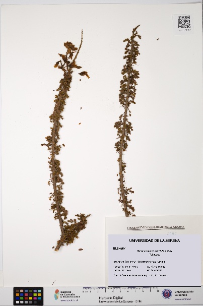 Balsamocarpon brevifolium [Espécimen: ULS:ULS:0004687]