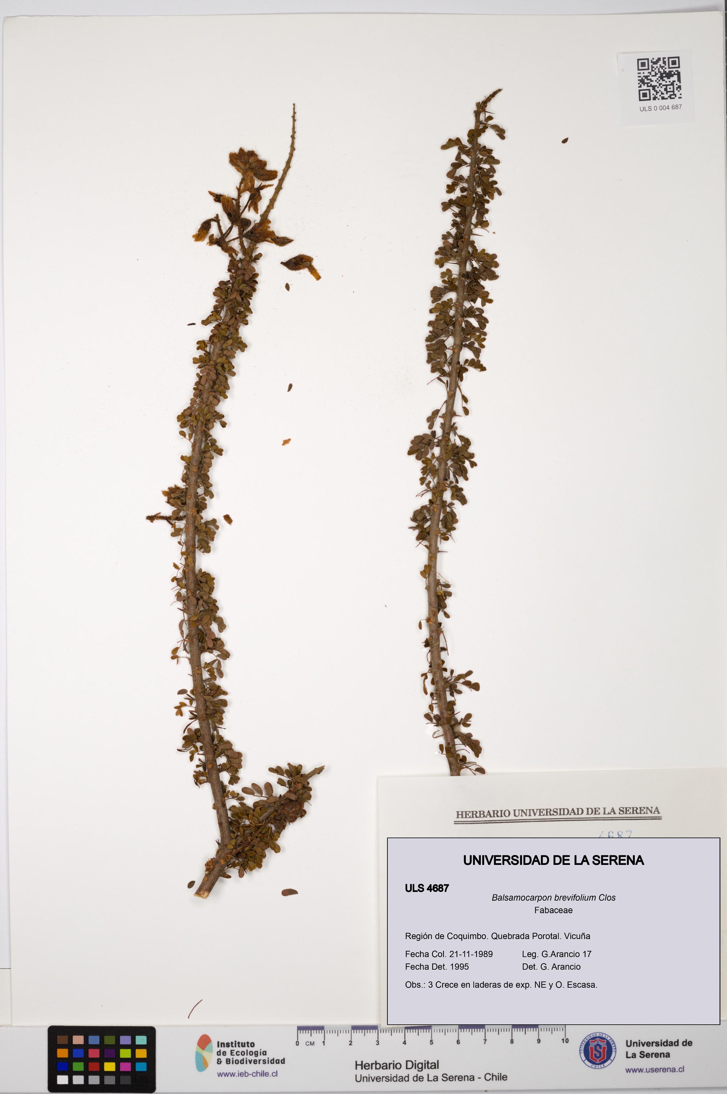 Balsamocarpon brevifolium [Espécimen: ULS:ULS:0004687]
