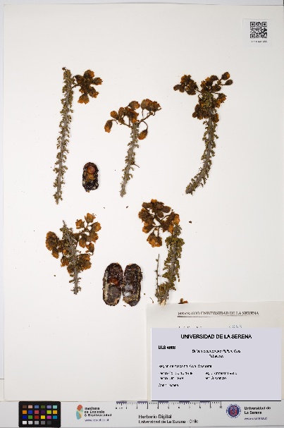 Balsamocarpon brevifolium [Espécimen: ULS:ULS:0004688]