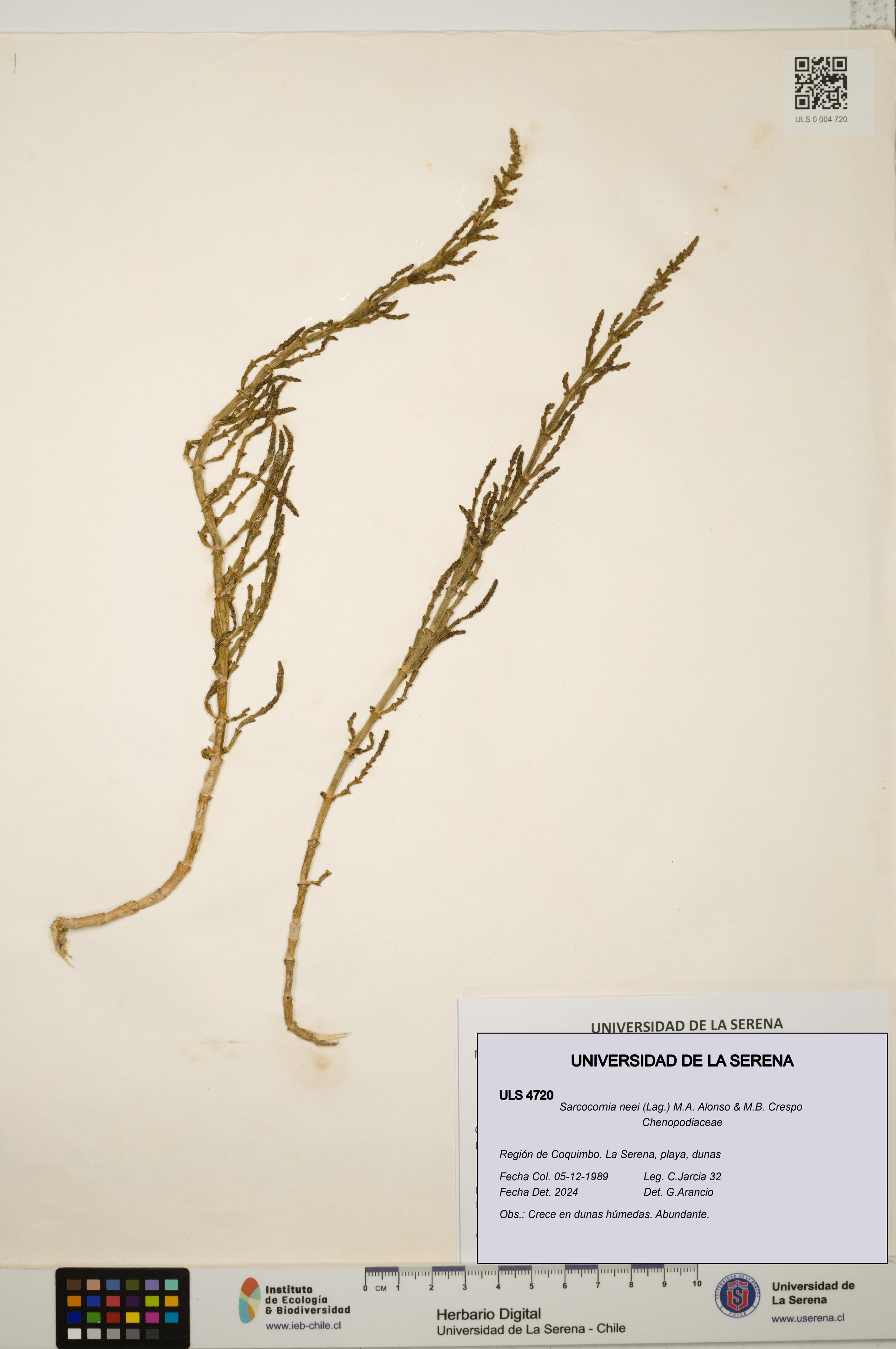 Sarcocornia neei [Espécimen: ULS:ULS:0004720]