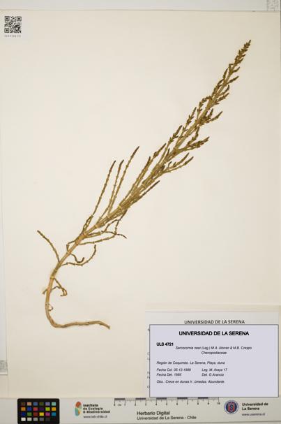 Sarcocornia neei [Espécimen: ULS:ULS:0004721]