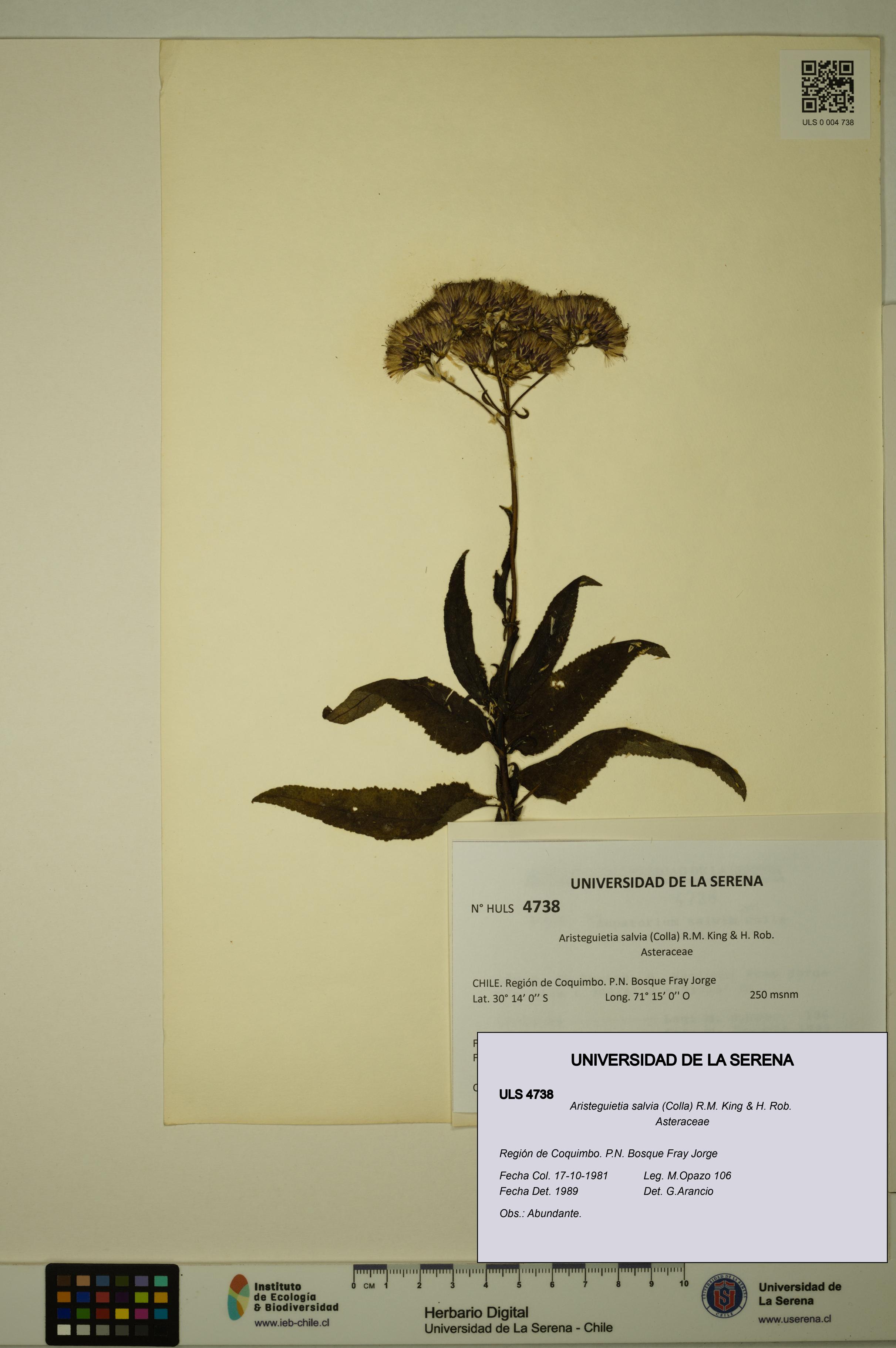 Aristeguietia salvia [Espécimen: ULS:ULS:0004738]