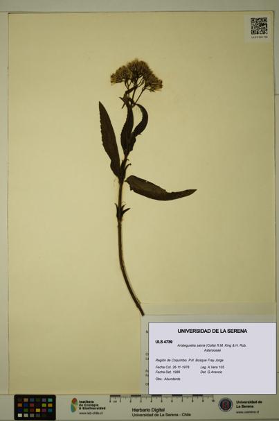 Aristeguietia salvia [Espécimen: ULS:ULS:0004739]